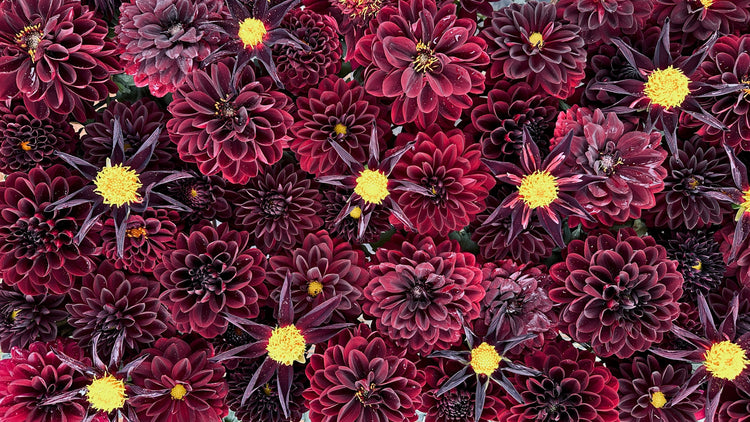 Burgundy and Black Dahlia Tuber Collection