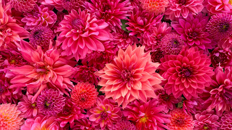 Coral - Love Dahlias