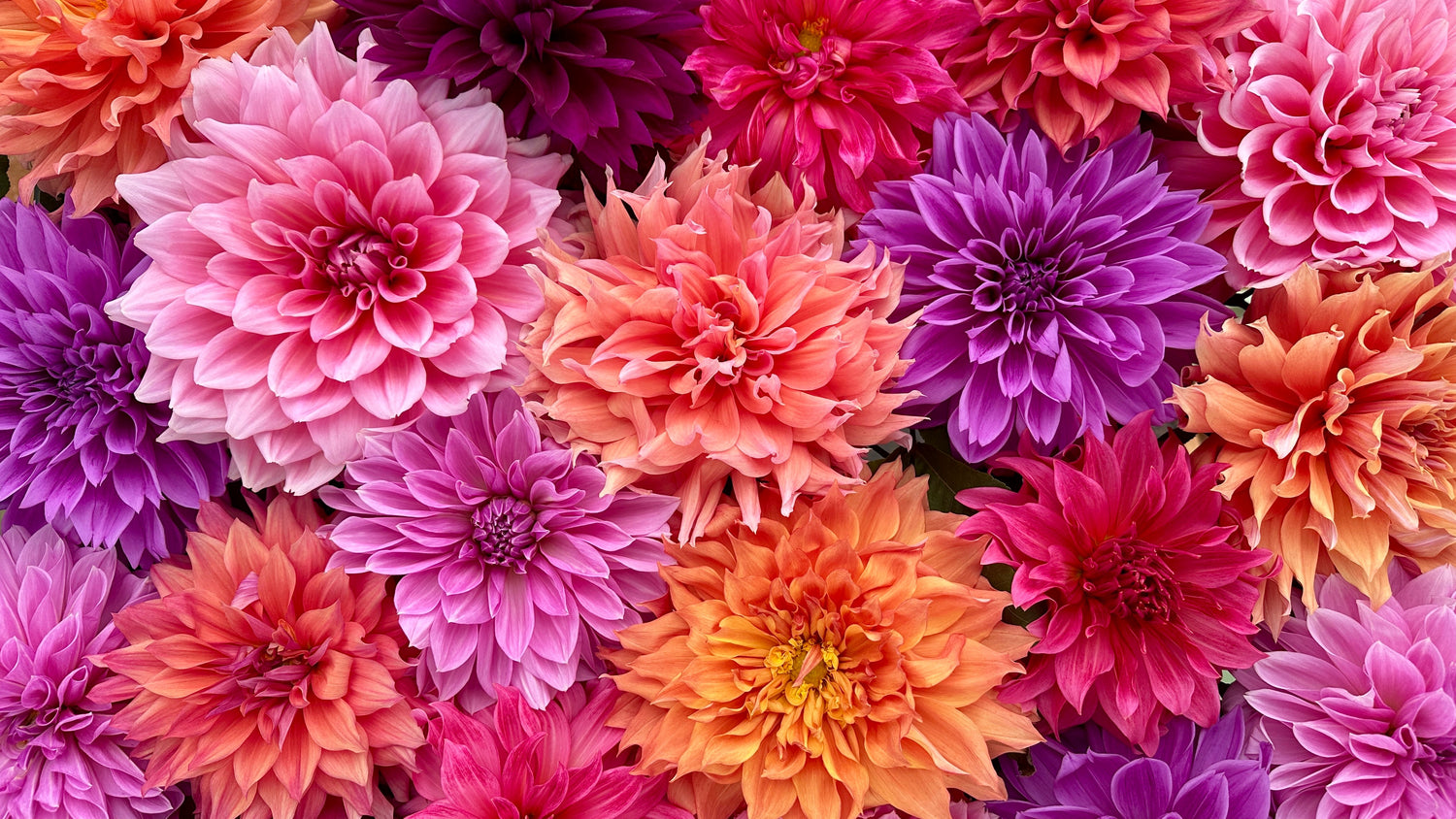 Decorative Giants Dahlia Tuber Collection - Love Dahlias