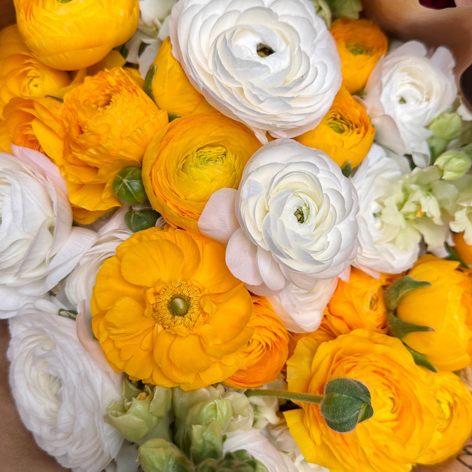 Elegantly Double Ranunculus Collection - Love Dahlias
