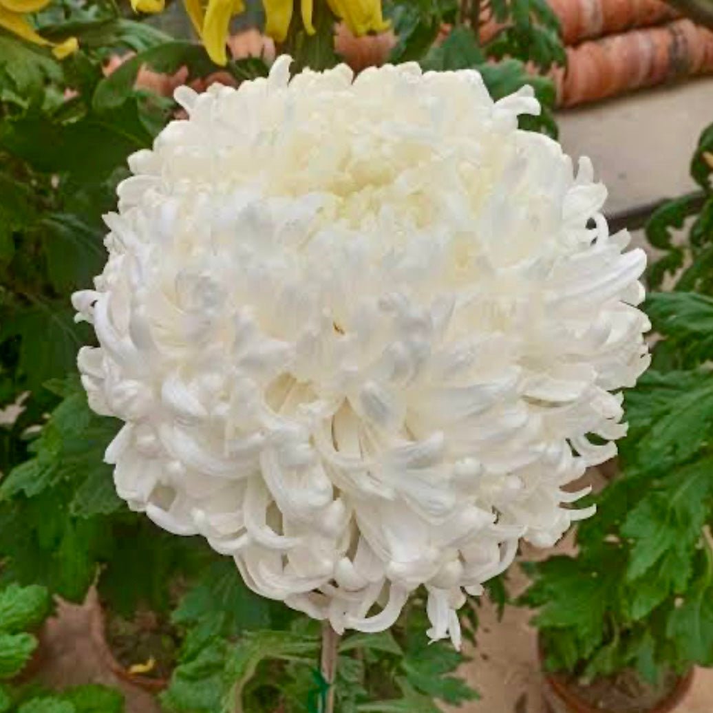 Giant Heirloom Mums- Love Dahlias