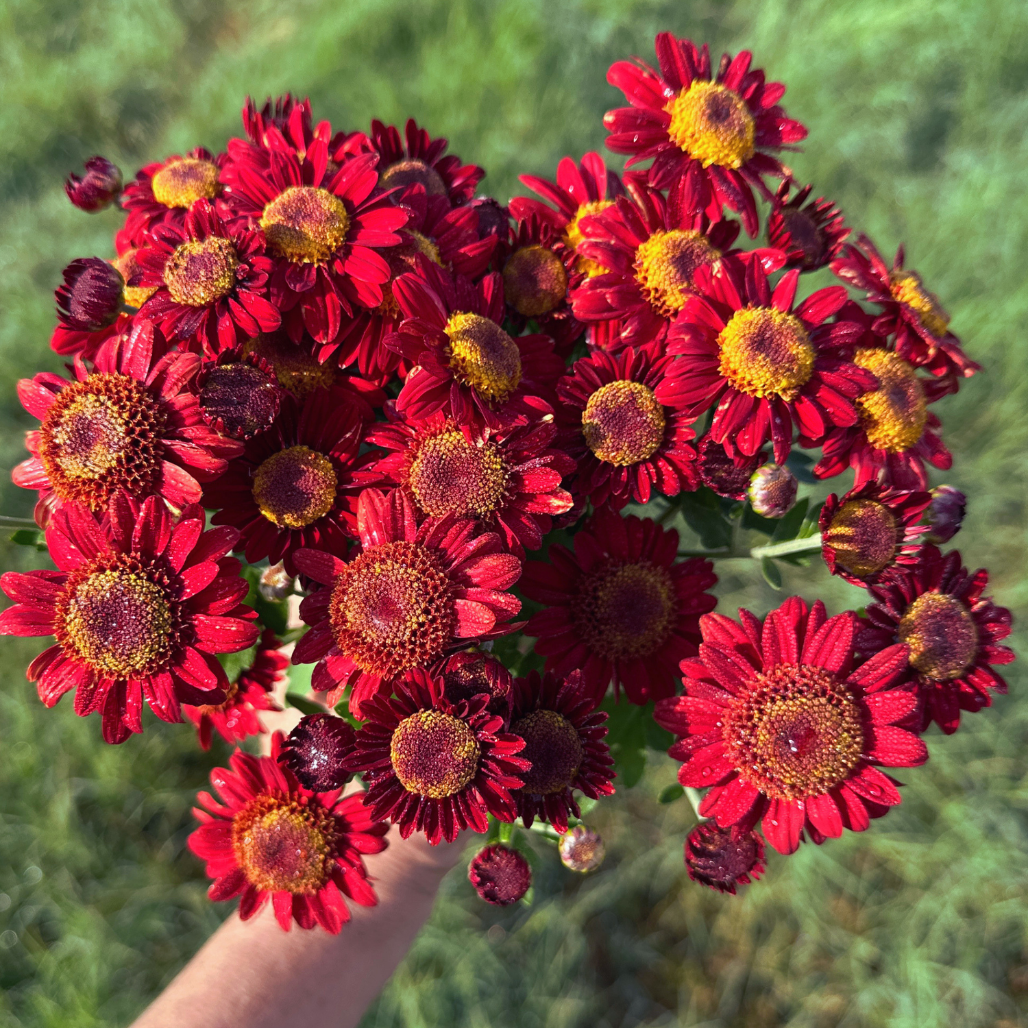 Heirloom Chrysanthemums South Africa - Love Dahlias
