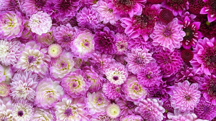 Lavender and Lilac - Love Dahlias