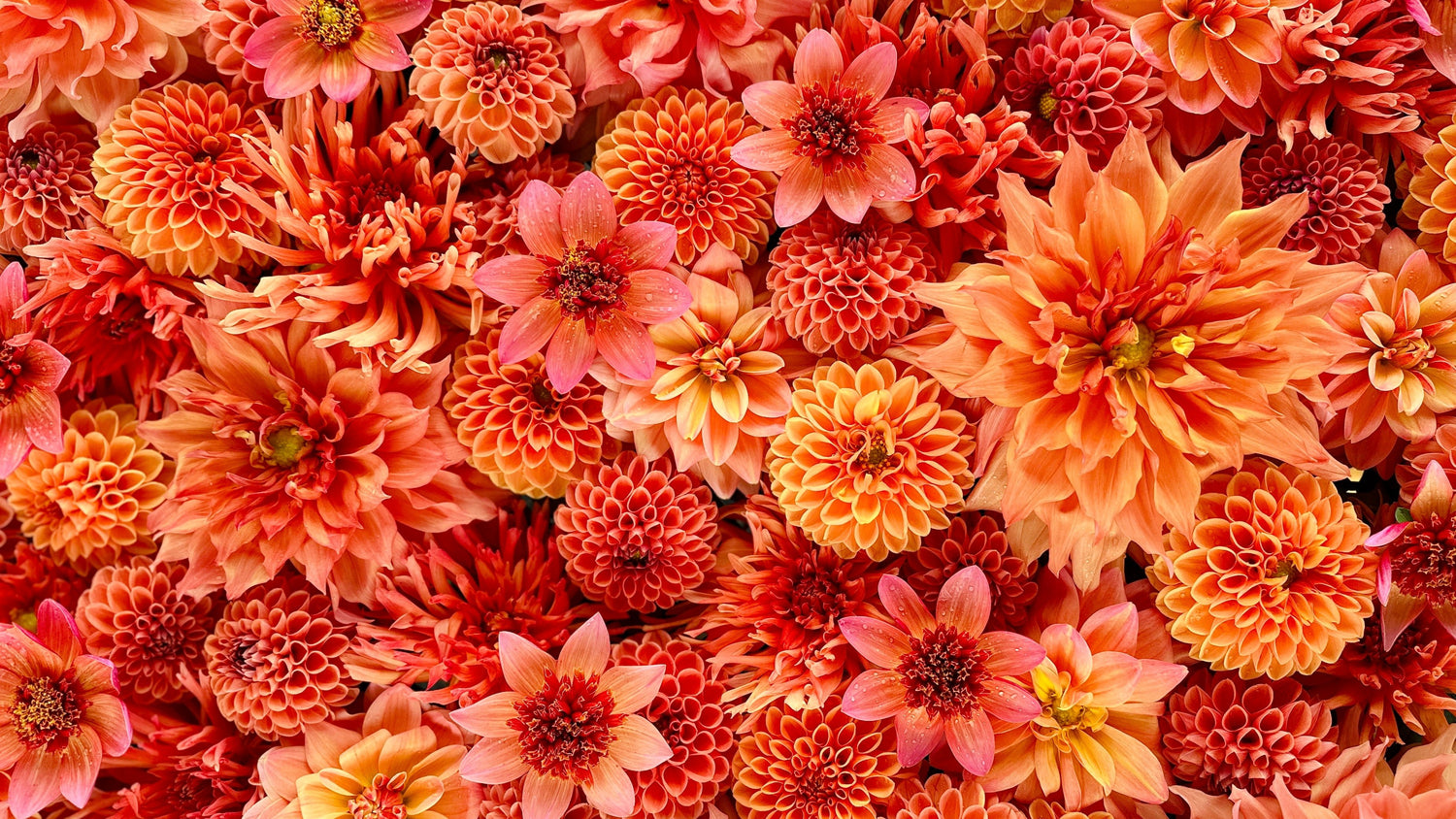 Orange Dahlia Tuber Collection - Love Dahlias