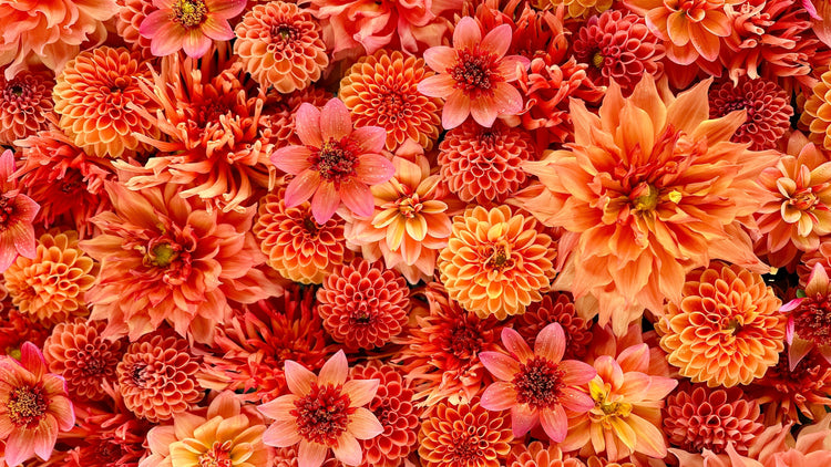 Orange Dahlia Tuber Collection - Love Dahlias