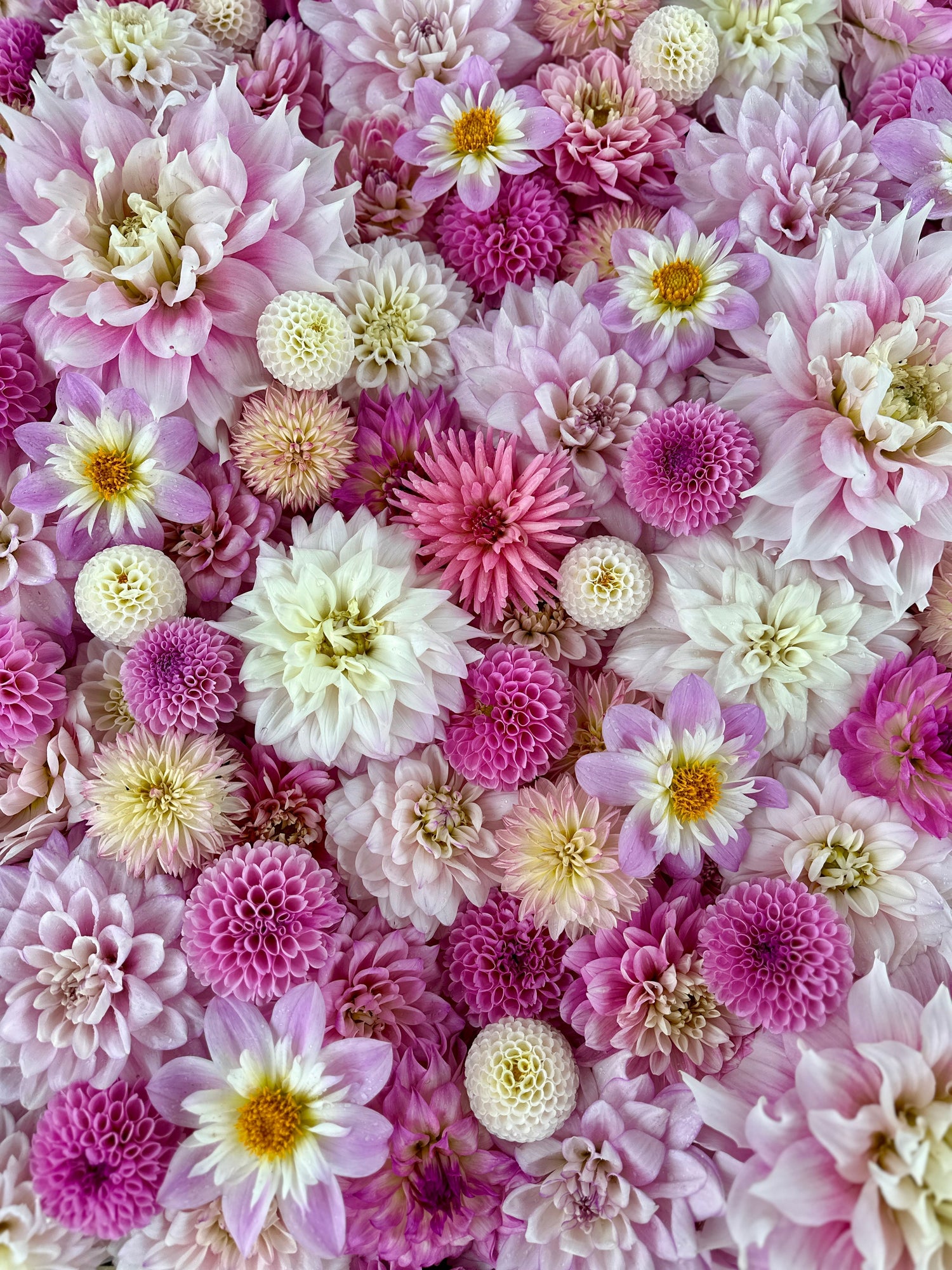 Pink Dahlia Collection - Love Dahlias