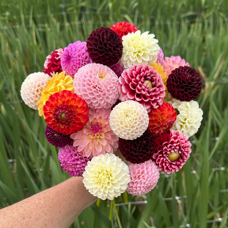 Pompon Dahlias - Love Dahlias