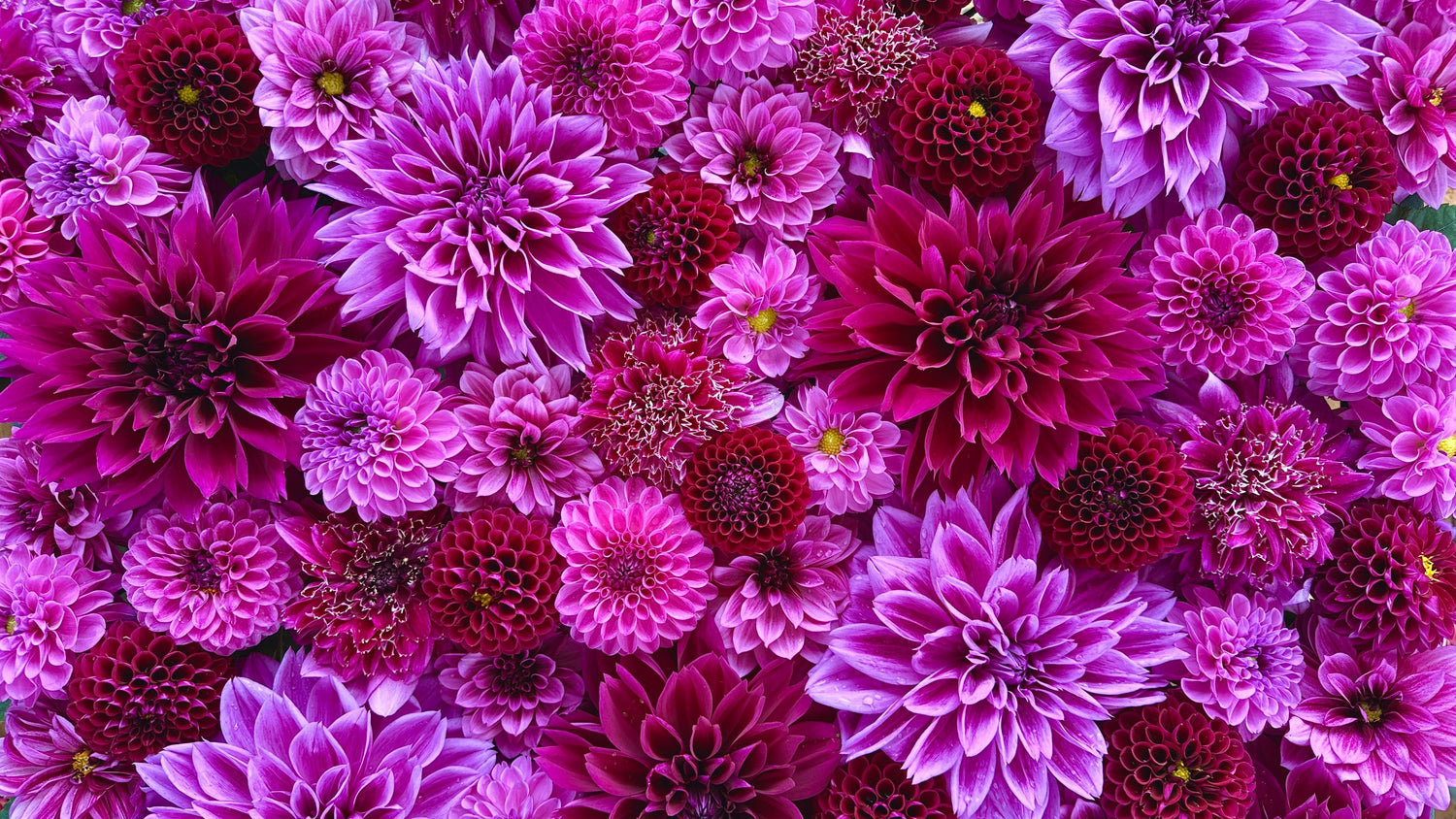 Purple - Love Dahlias