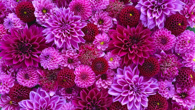 Purple - Love Dahlias