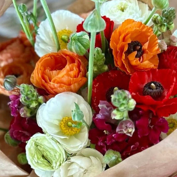 Rainbow Ruffle Ranunculus Collection - Love Dahlias