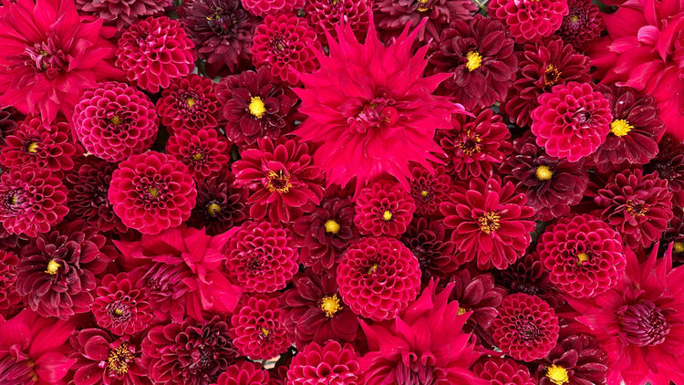Red Dahlia Tuber Collection