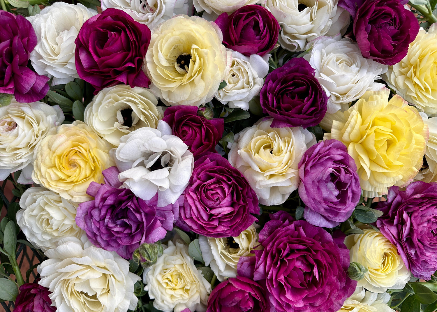 Tooty Fruity Ranunculus - Love Dahlias