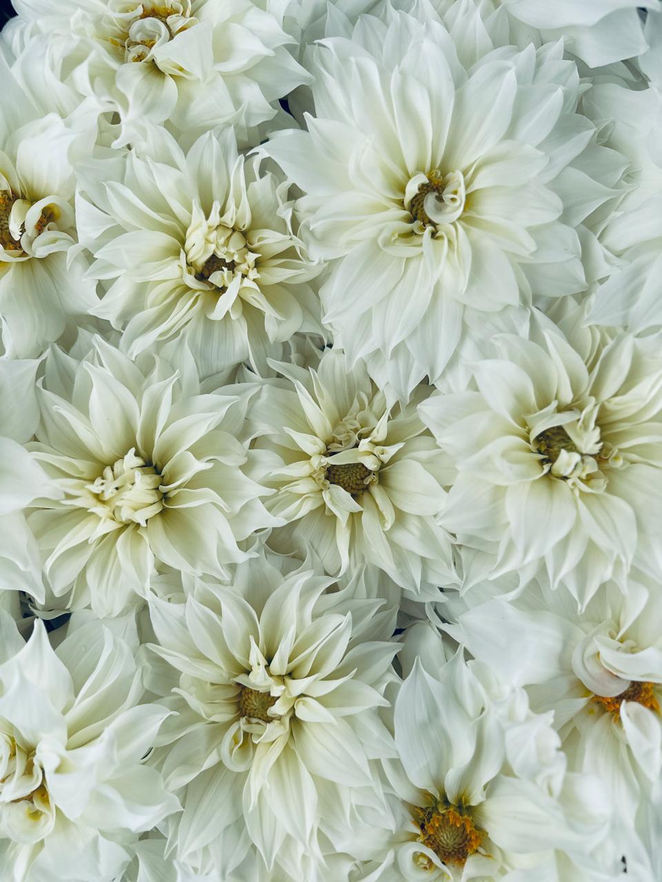 White Dahlia Tuber Collection - Love Dahlias