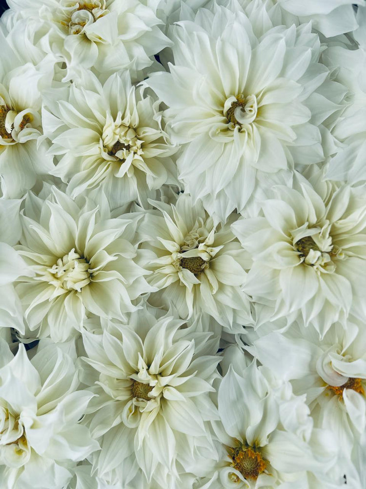 White Dahlia Tuber Collection - Love Dahlias