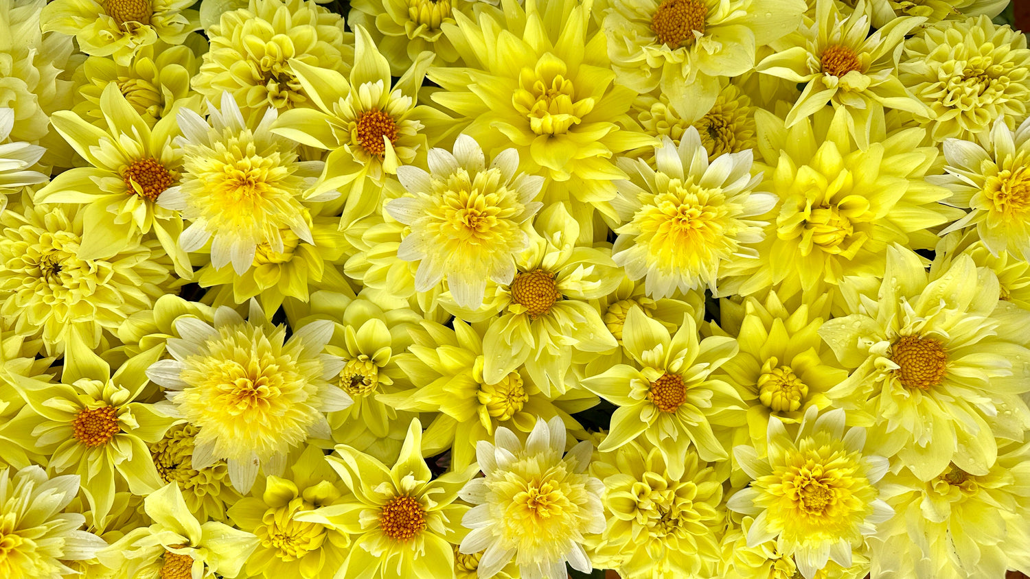 Yellow Dahlia Tuber Collection