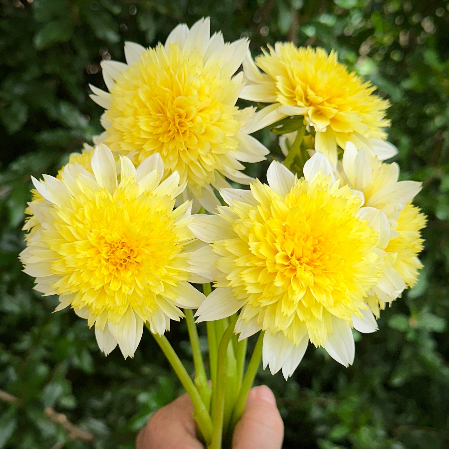 Freya’s Paso Doble Dahlia Tuber