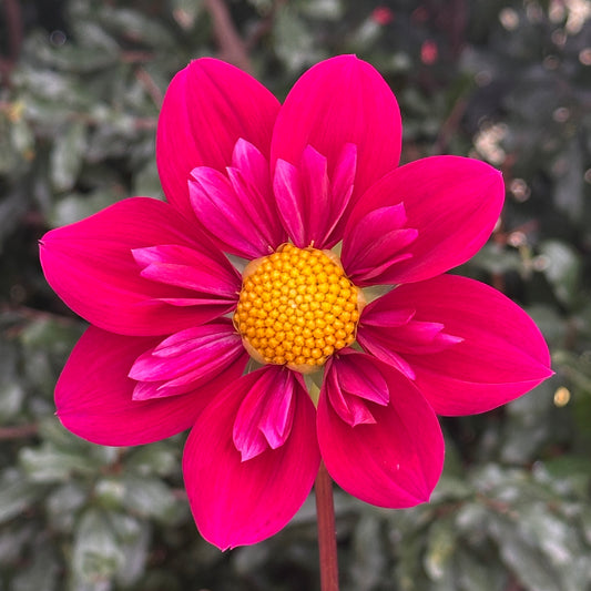 Tulchan Janet Dahlia Tuber