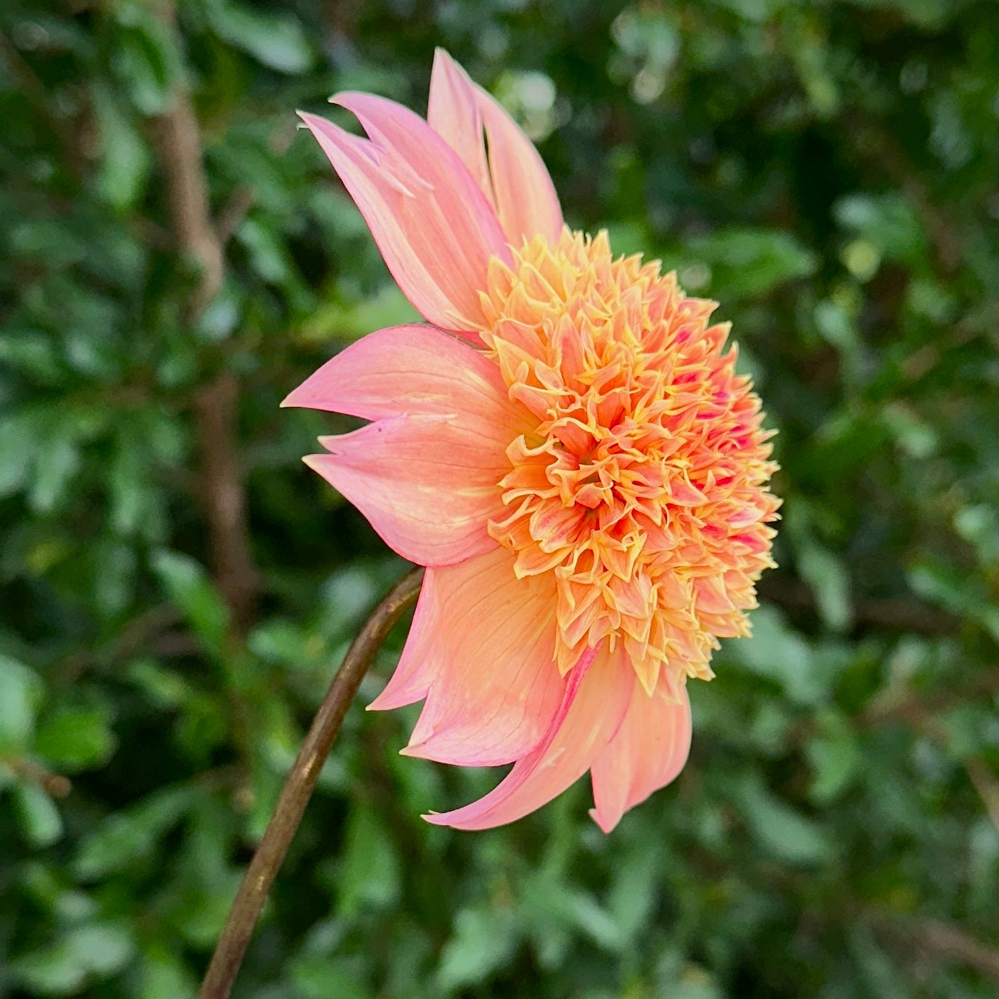 Sandia Brocade Dahlia Tuber