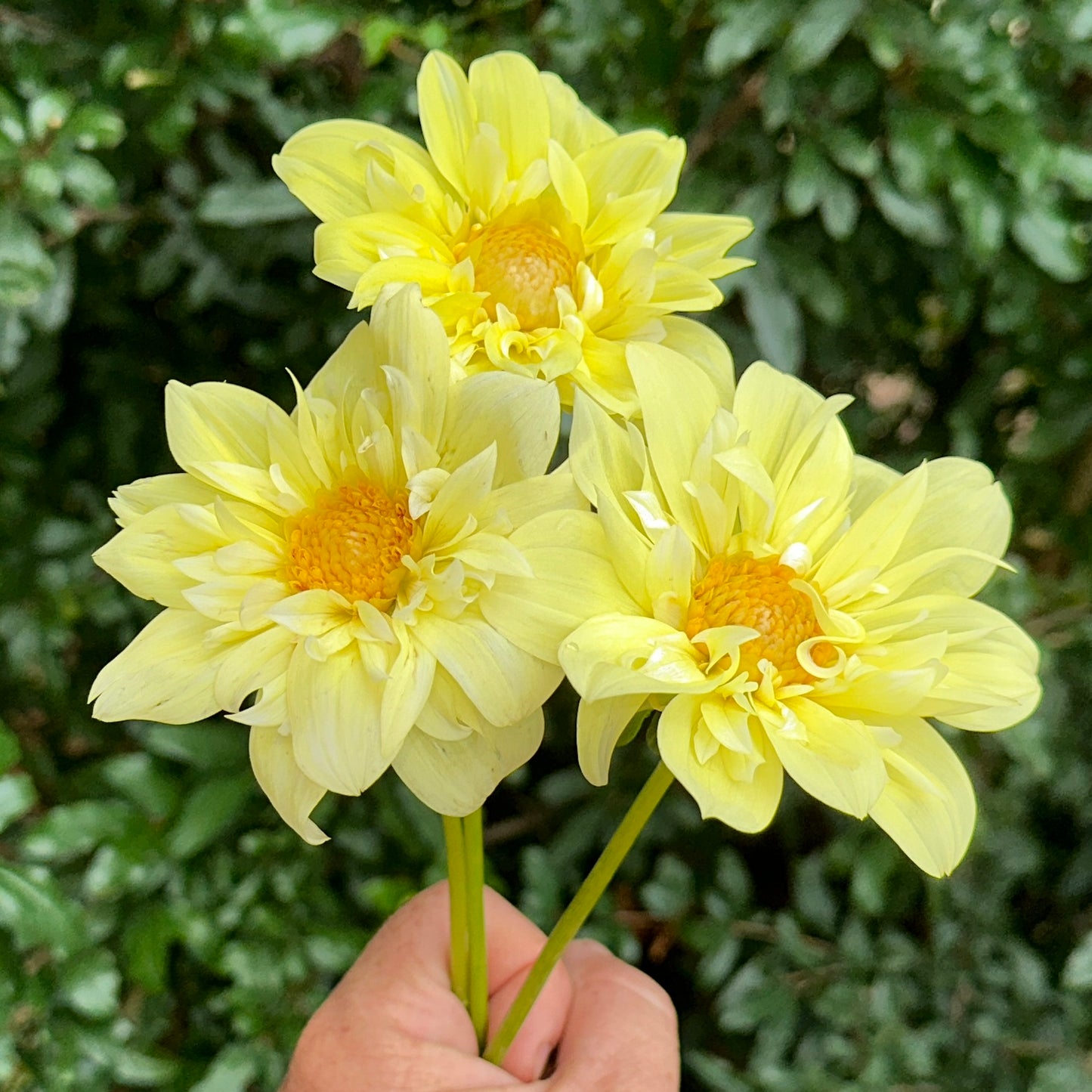 Yellow Bird Dahlia Tuber