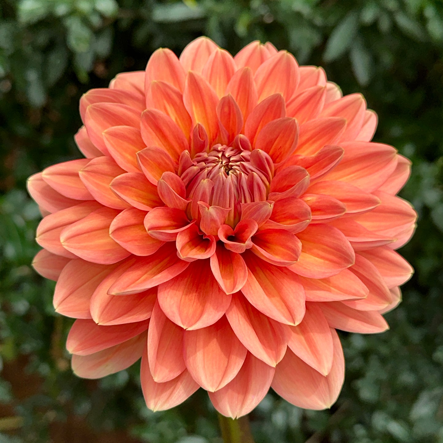 Nicholas Dahlia Tuber