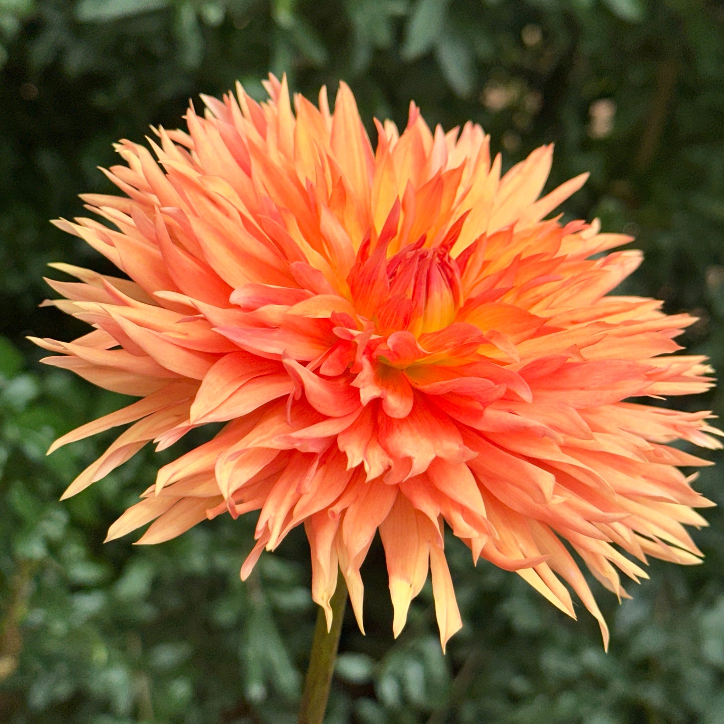 Apelsini Sniega AKA Orange & Snow Dahlia Tuber