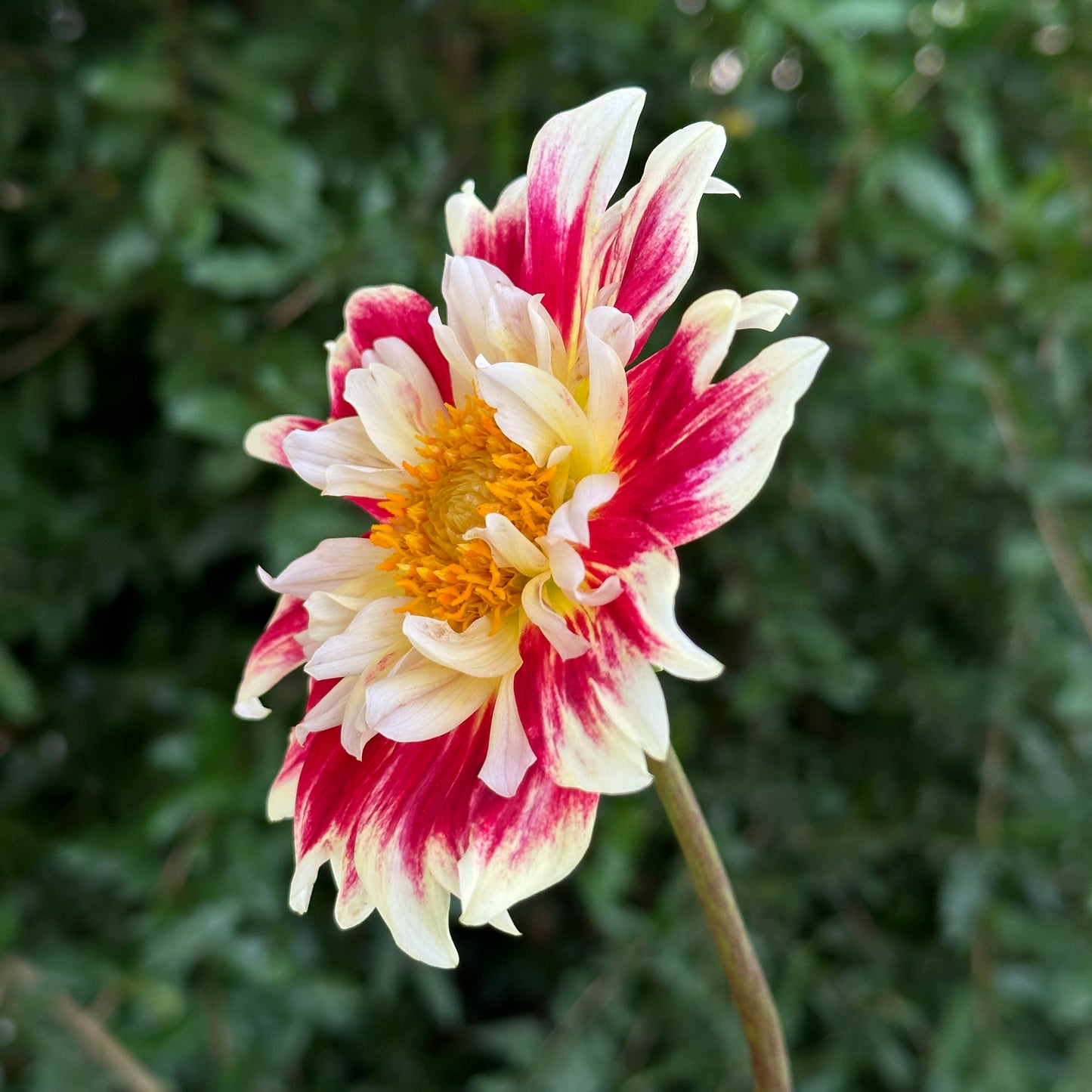 Aspire Fancy Dahlia Tuber