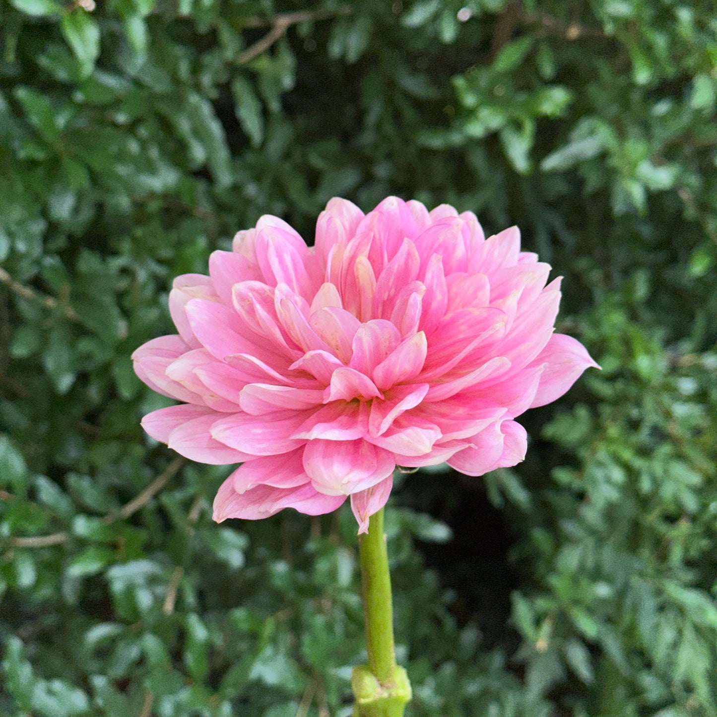 Hollyhill Pink Martini Dahlia Tuber