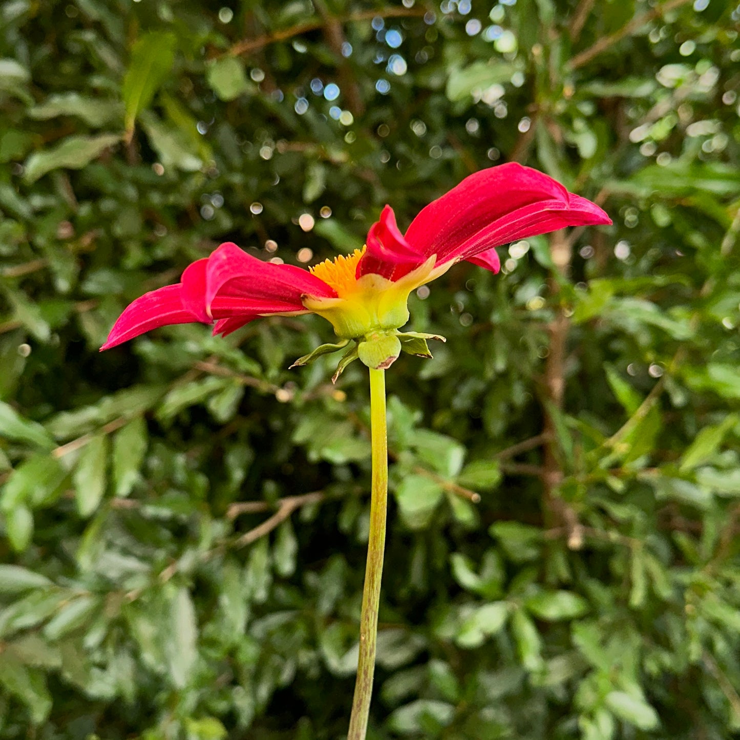 Honka Red Dahlia Tuber