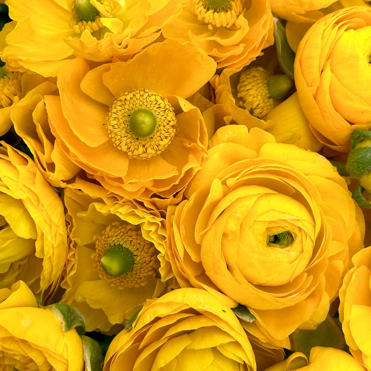 Mellow Yellow Ruffles Ranunculus Corms (Pack of 20)