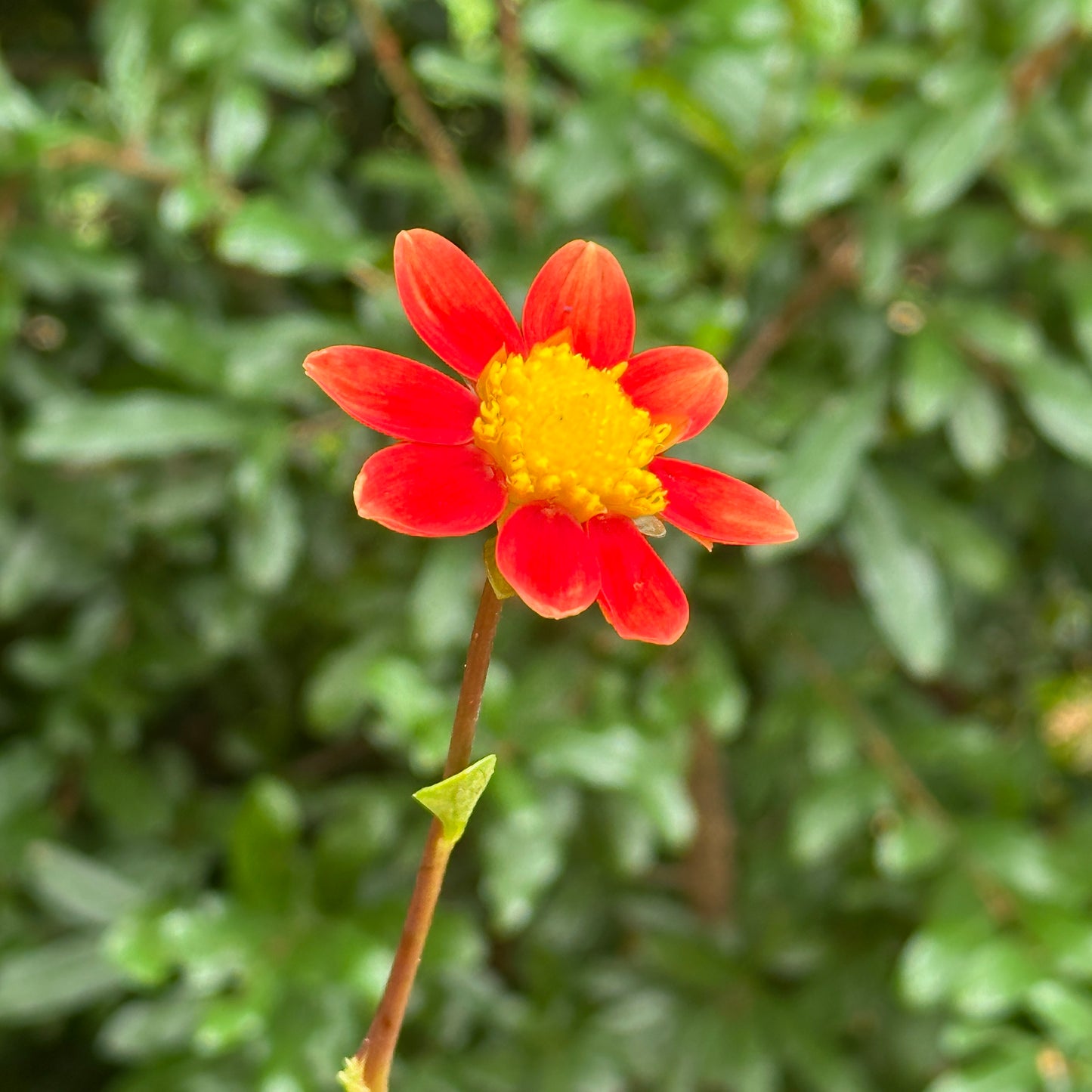 Topmix Orange Dahlia Tuber