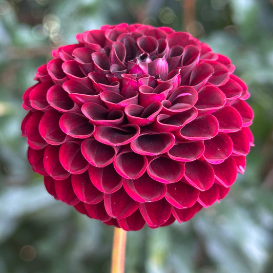 Tisa Dahlia Tuber