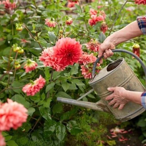 Fertilizer Dahlia Doepa 1kg
