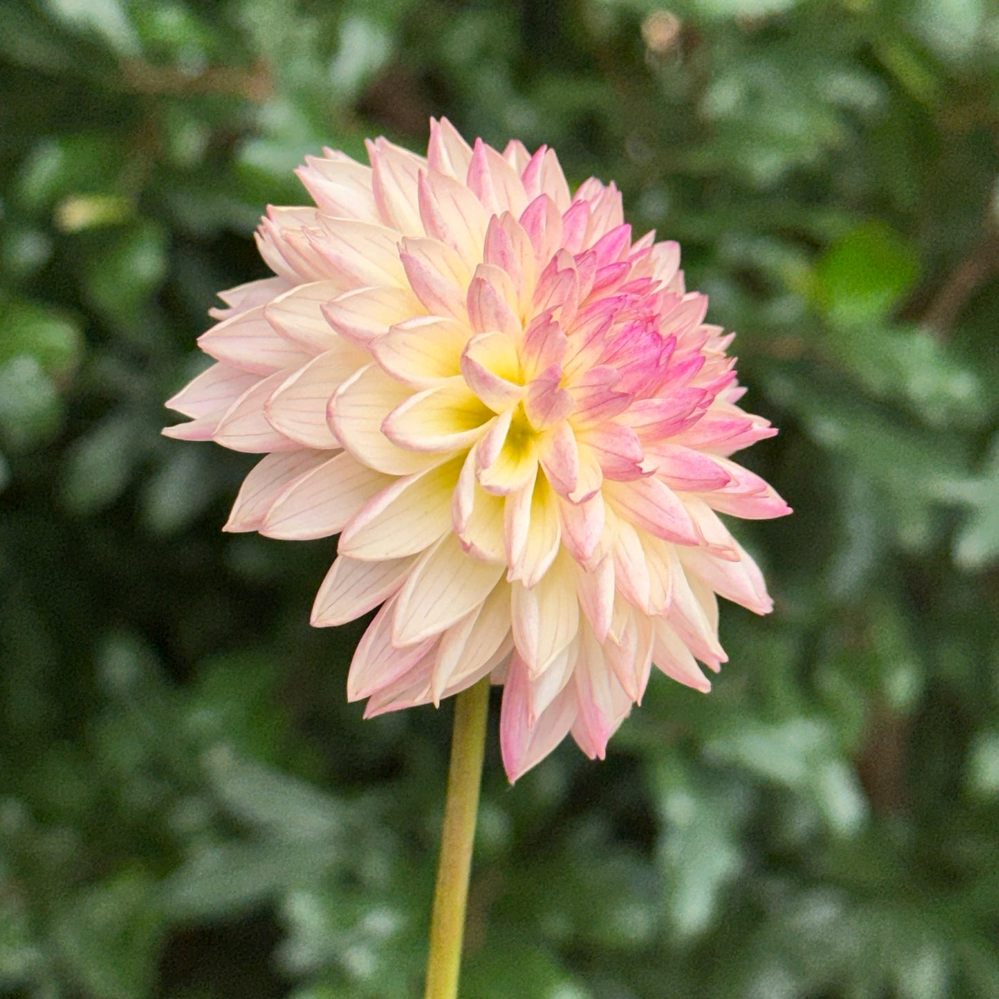 Valley Porcupine Dahlia Tuber