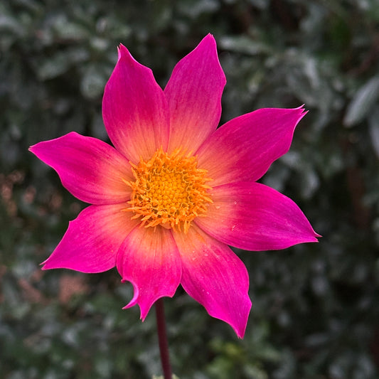 Bright Eyes Dahlia Tuber