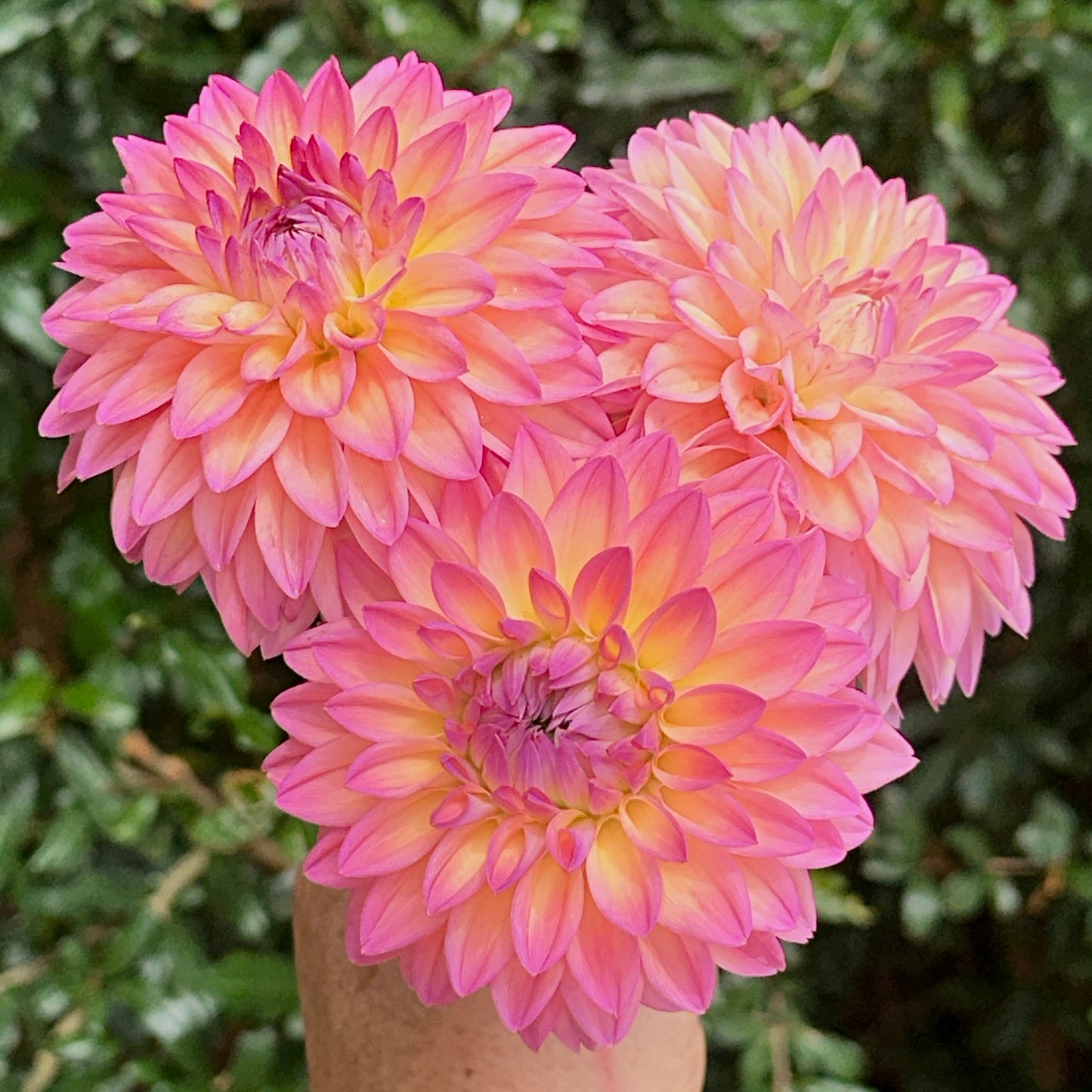 Mondriaan Dahlia Tuber