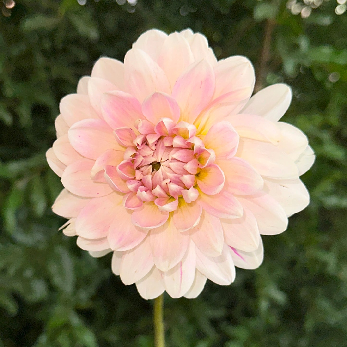 Kelgai Ann Dahlia Tuber