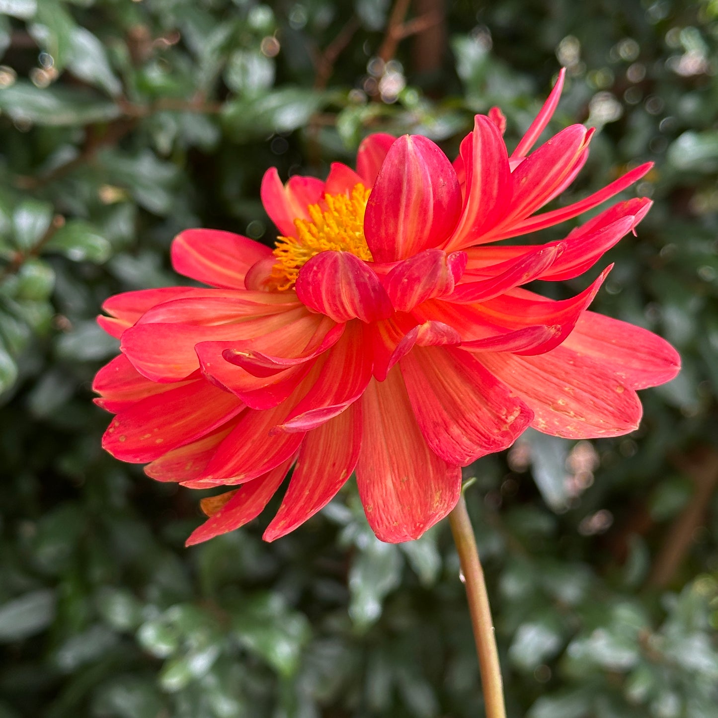 Graceland Dahlia Tuber
