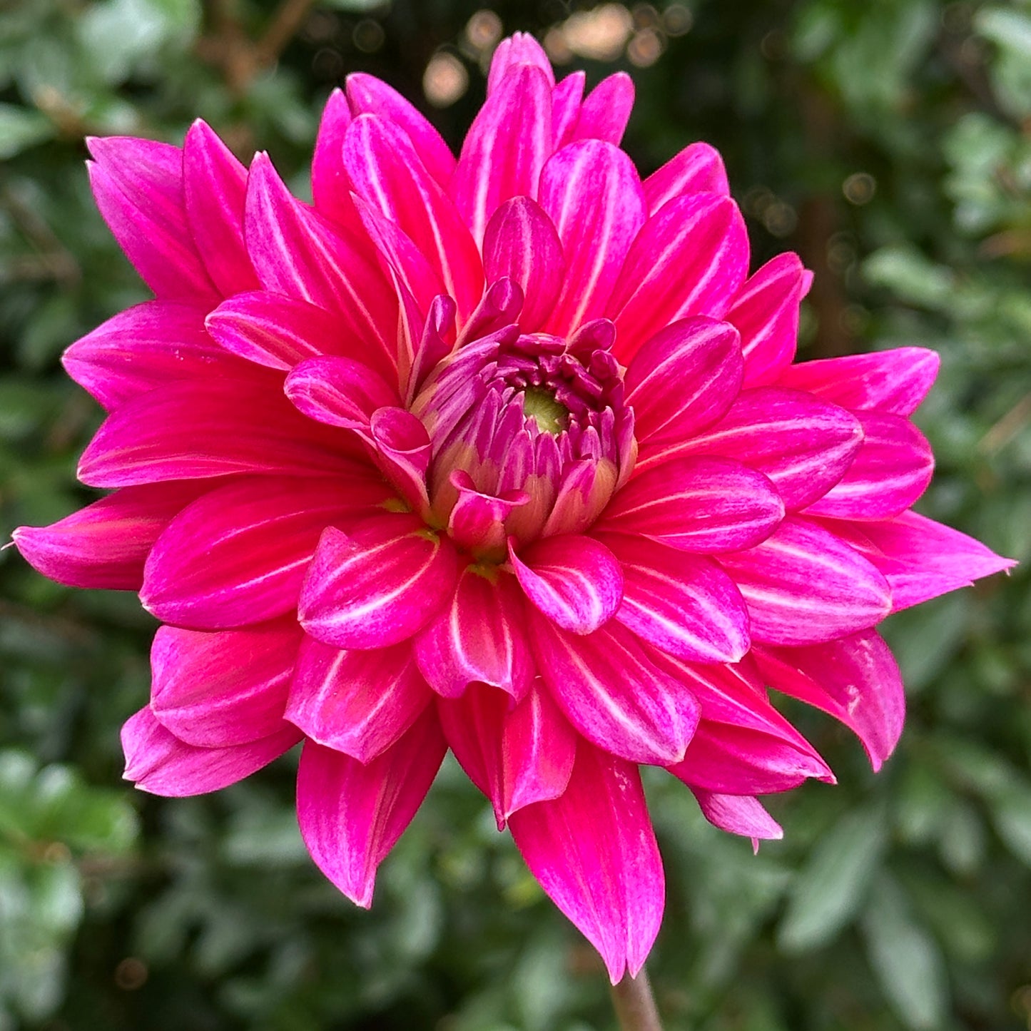 Hemisphere Dahlia Tuber