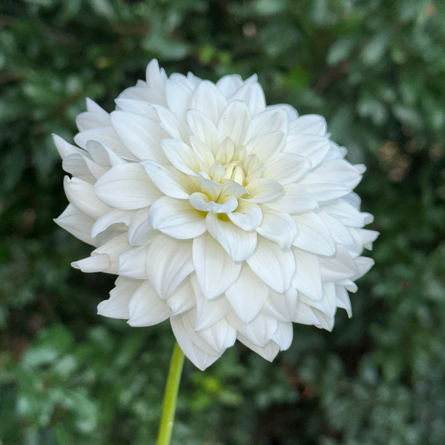 Siberia Dahlia Tuber