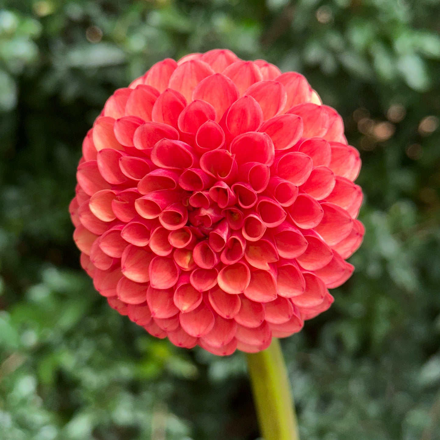 Valley Rust Bucket Dahlia Tuber