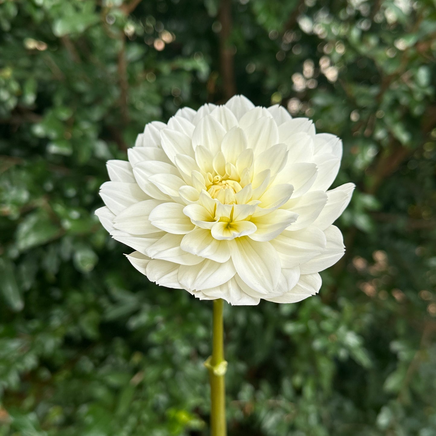 Montreuil Dahlia Tuber