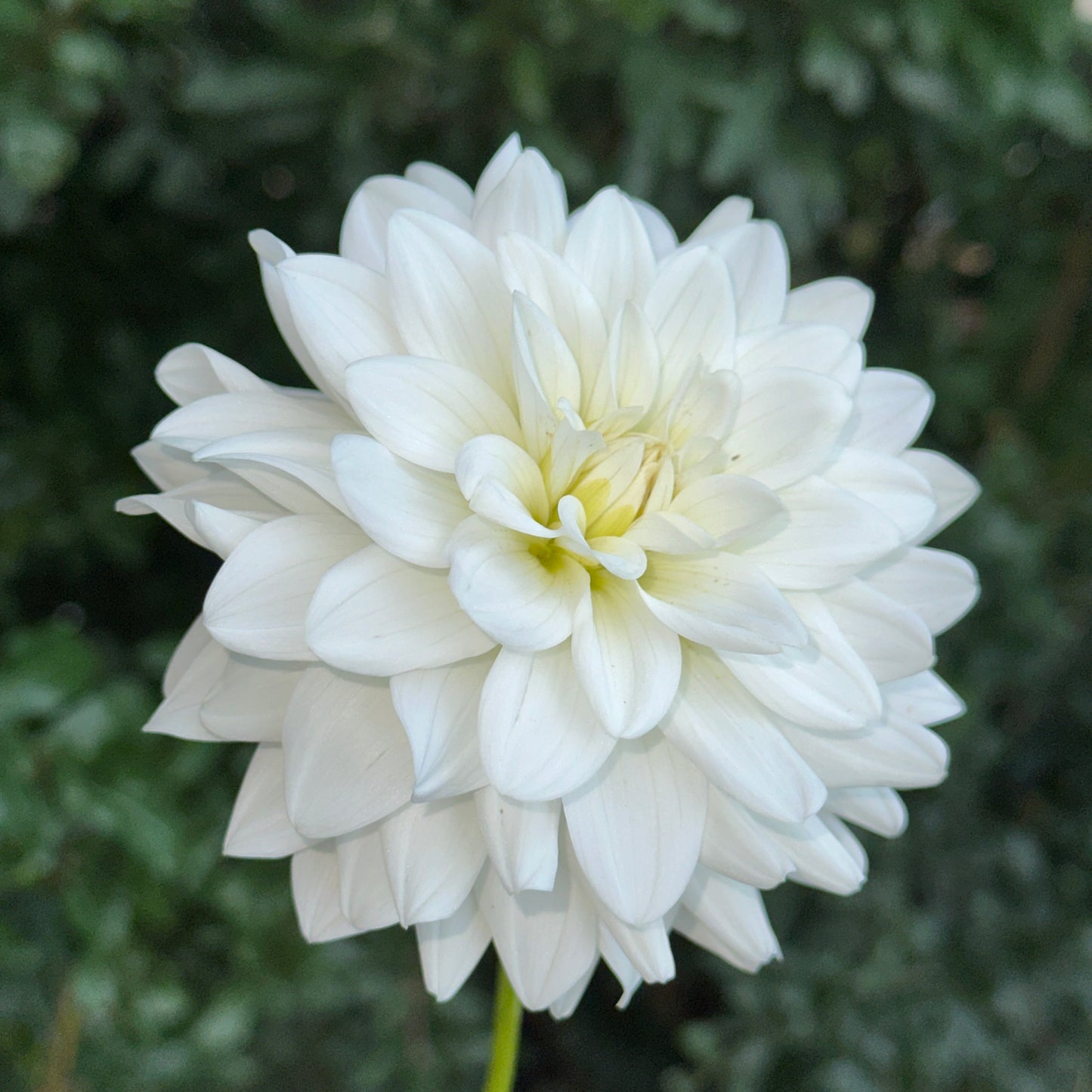 Siberia Dahlia Tuber