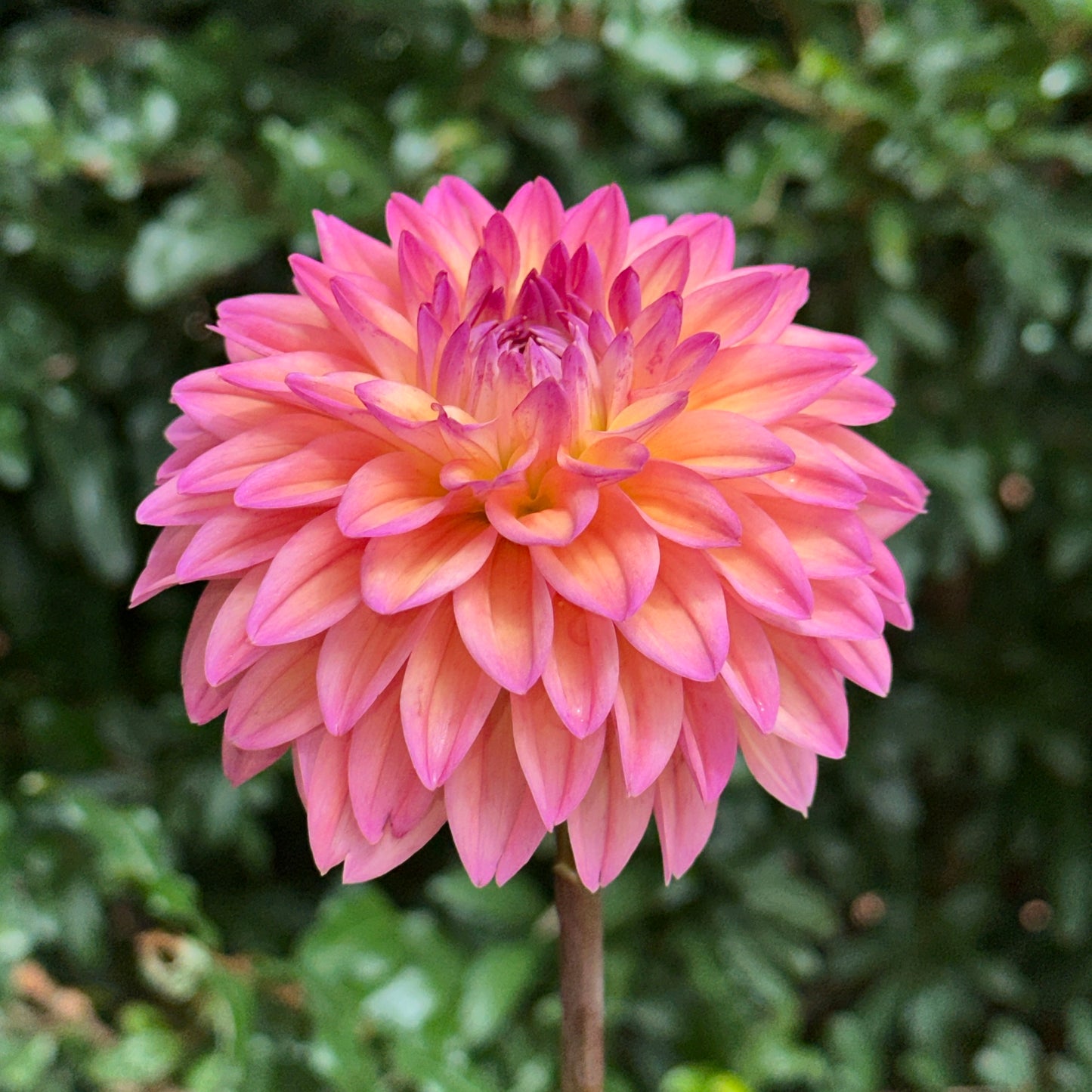 Mondriaan Dahlia Tuber