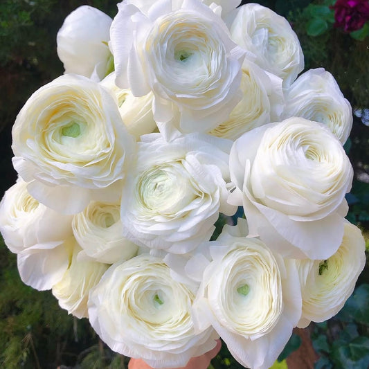 Elegantly White Double Ranunculus Corms (Pack of 10)
