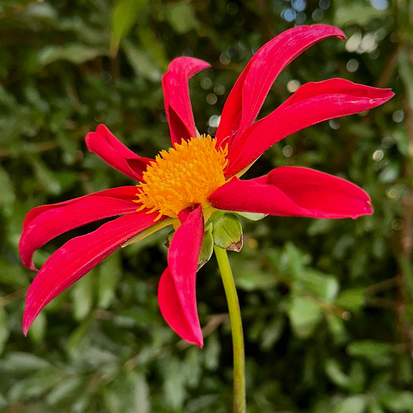 Honka Red Dahlia Tuber