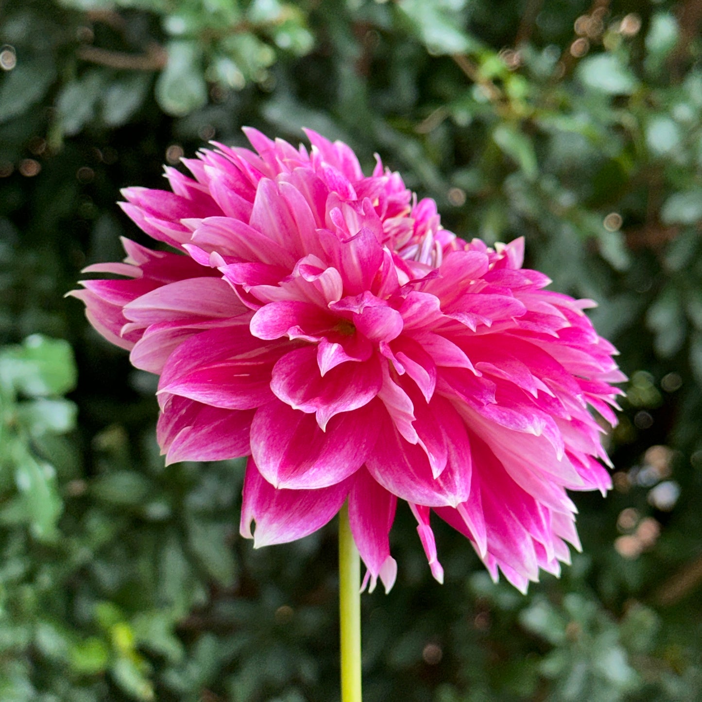 Temple of Beauty Dahlia Tuber