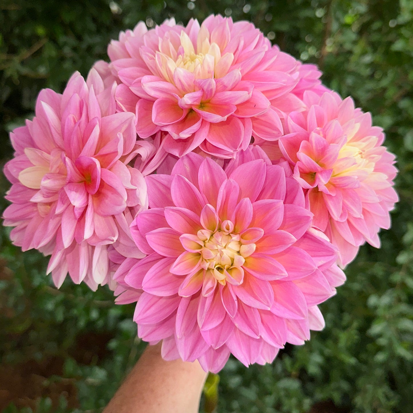 Gabbie’s Wish Dahlia Tuber