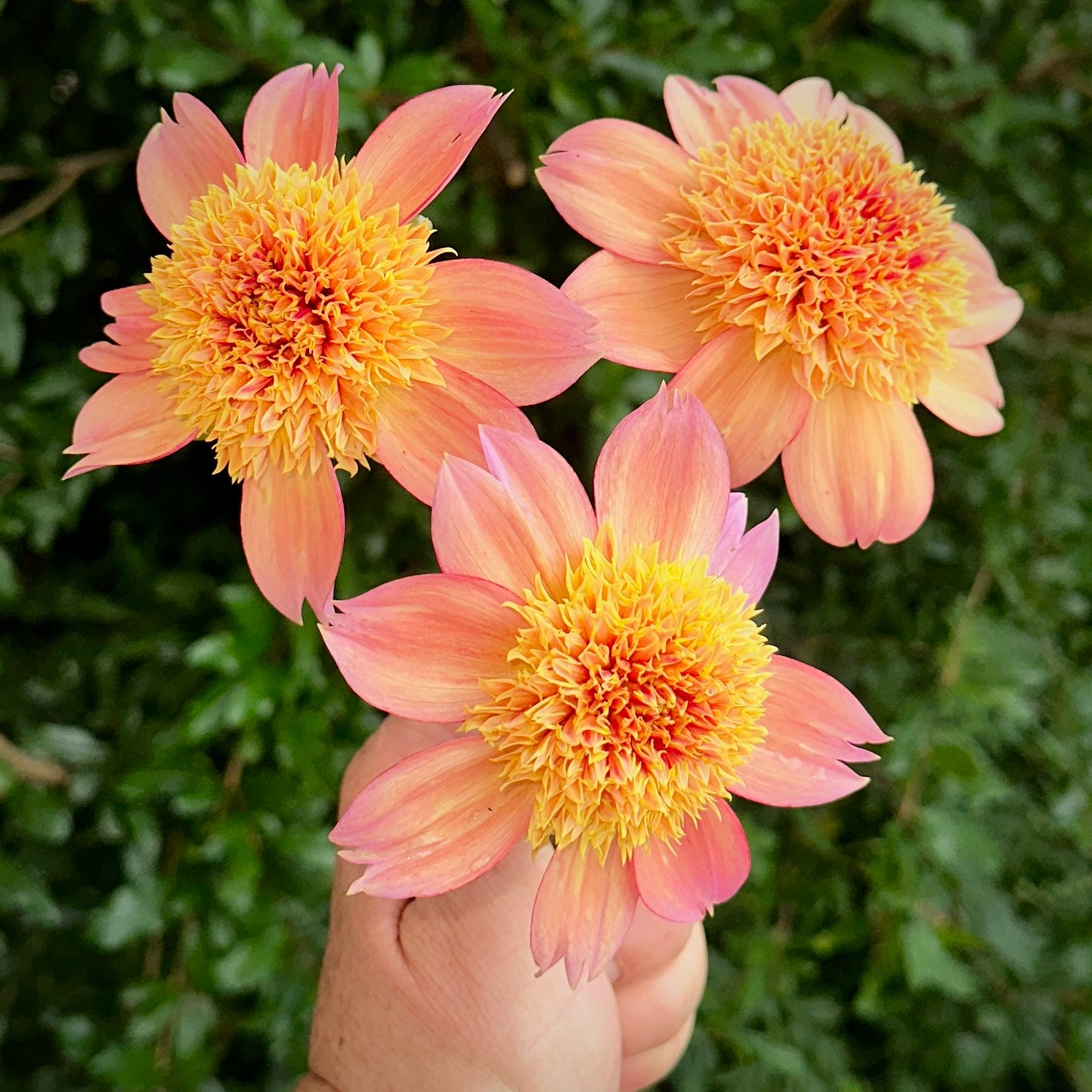 Sandia Brocade Dahlia Tuber