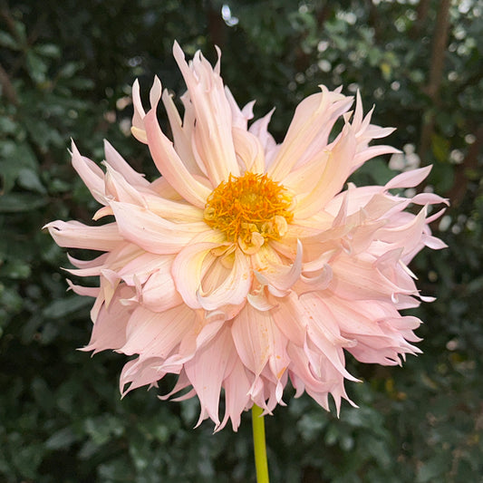 Hapet Champagne Dahlia (Limit 1 p.p)