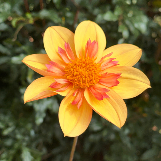 Kelsey Annie Joy Dahlia Tuber